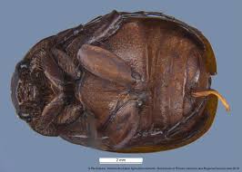Attēlu rezultāti vaicājumam “Licea castanea macro”