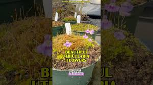 Attēlu rezultāti vaicājumam “Utricularia x neglecta flower”