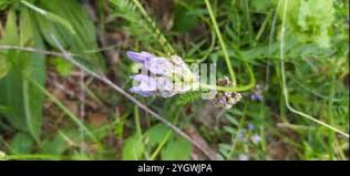 Attēlu rezultāti vaicājumam “Astragalus danicus flower”