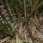 Attēlu rezultāti vaicājumam “Carex appropinquata fruit”