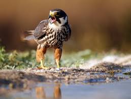 Attēlu rezultāti vaicājumam “Falco subbuteo adult”