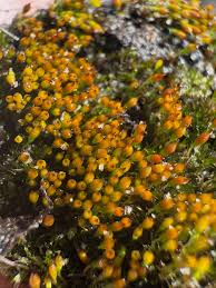 Attēlu rezultāti vaicājumam “Splachnum ampullaceum”