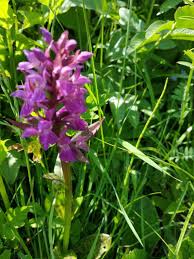 Attēlu rezultāti vaicājumam “Dactylorhiza majalis subsp. baltica flower”