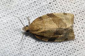 Attēlu rezultāti vaicājumam “Pandemis corylana”