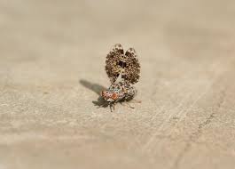 Attēlu rezultāti vaicājumam “Tetanops myopina”