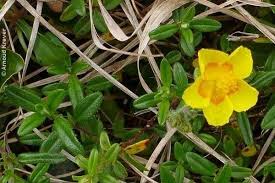 Attēlu rezultāti vaicājumam “Helianthemum nummularium leaf”