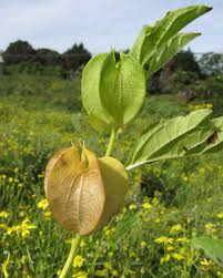 Attēlu rezultāti vaicājumam “Nicandra physalodes fruit”