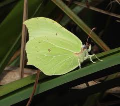 Attēlu rezultāti vaicājumam “Gonepteryx rhamni female”