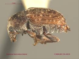 Attēlu rezultāti vaicājumam “Anthribidae”