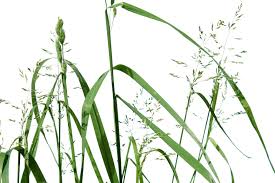 Attēlu rezultāti vaicājumam “Poa annua”