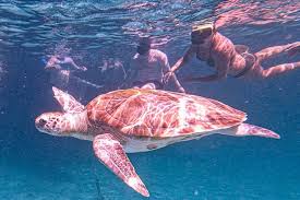 Image result for Harbour Lights Snorkelling Club (HLSC)