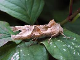 Attēlu rezultāti vaicājumam “Phlogophora meticulosa”