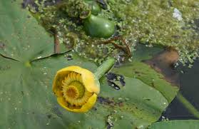 Attēlu rezultāti vaicājumam “Nuphar lutea flower”