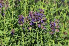 Image result for Ysop