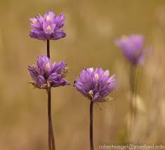 Attēlu rezultāti vaicājumam “Diderma tigrinum stalked”