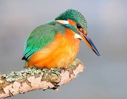 Attēlu rezultāti vaicājumam “Alcedo atthis”