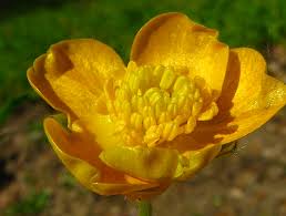 Attēlu rezultāti vaicājumam “Ranunculus lanuginosus flower”