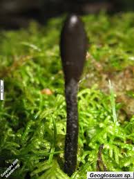 Attēlu rezultāti vaicājumam “Geoglossum sp.”
