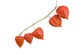 Image result for Lampionblume