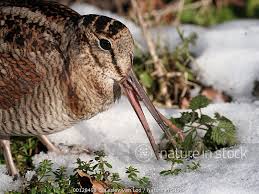 Attēlu rezultāti vaicājumam “Scolopax rusticola”