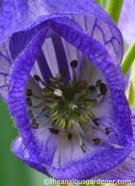 Attēlu rezultāti vaicājumam “Aconitum napellus flower”