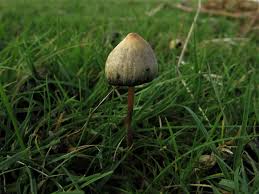 Attēlu rezultāti vaicājumam “Psilocybe sp.”