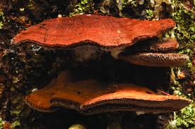 Attēlu rezultāti vaicājumam “Inonotus leporinus”