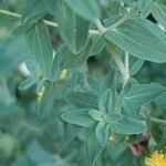 Attēlu rezultāti vaicājumam “Hypericum maculatum leaf”