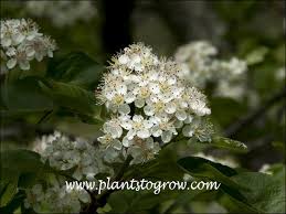 Attēlu rezultāti vaicājumam “x Sorbaronia fallax”