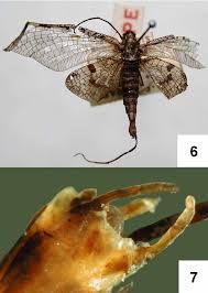 Attēlu rezultāti vaicājumam “Siphlonurus male”