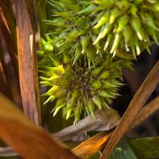 Attēlu rezultāti vaicājumam “Sparganium minimum fruit”