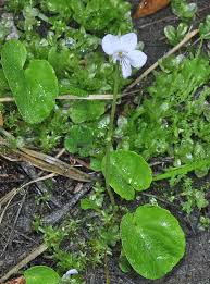 Attēlu rezultāti vaicājumam “Viola palustris”