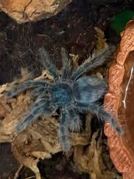 Attēlu rezultāti vaicājumam “Badhamia versicolor”