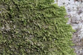 Attēlu rezultāti vaicājumam “Radula complanata”