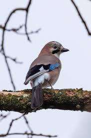 Attēlu rezultāti vaicājumam “Garrulus glandarius”