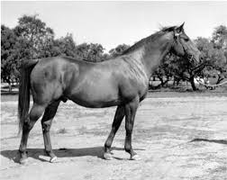 Image result for Kings Ranch Riding School/Club