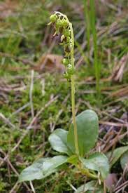 Attēlu rezultāti vaicājumam “Orthilia secunda leaf”