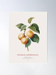 Attēlu rezultāti vaicājumam “Prunus armeniaca fruit”