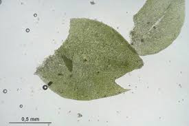 Attēlu rezultāti vaicājumam “Tritomaria”