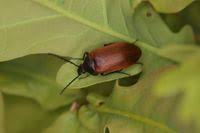 Attēlu rezultāti vaicājumam “Pseudocistela ceramboides”