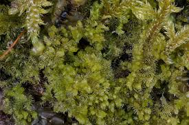 Attēlu rezultāti vaicājumam “Blepharostoma trichophyllum”