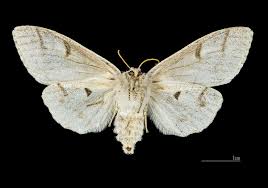 Attēlu rezultāti vaicājumam “Calliteara pudibunda”