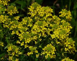 Attēlu rezultāti vaicājumam “Barbarea vulgaris subsp. arcuata flower”
