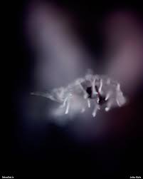 Attēlu rezultāti vaicājumam “Badhamiopsis macrospora macro”