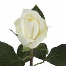 Image result for White Rose Polo Club