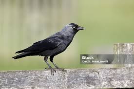 Attēlu rezultāti vaicājumam “Corvus monedula”