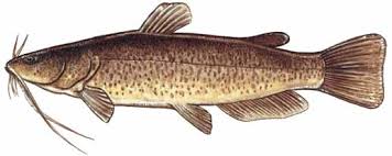 Image result for Pylodictis olivaris