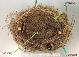 Attēlu rezultāti vaicājumam “Turdus merula nest”