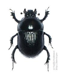 Attēlu rezultāti vaicājumam “Geotrupes stercorarius”