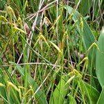 Attēlu rezultāti vaicājumam “Carex pauciflora”